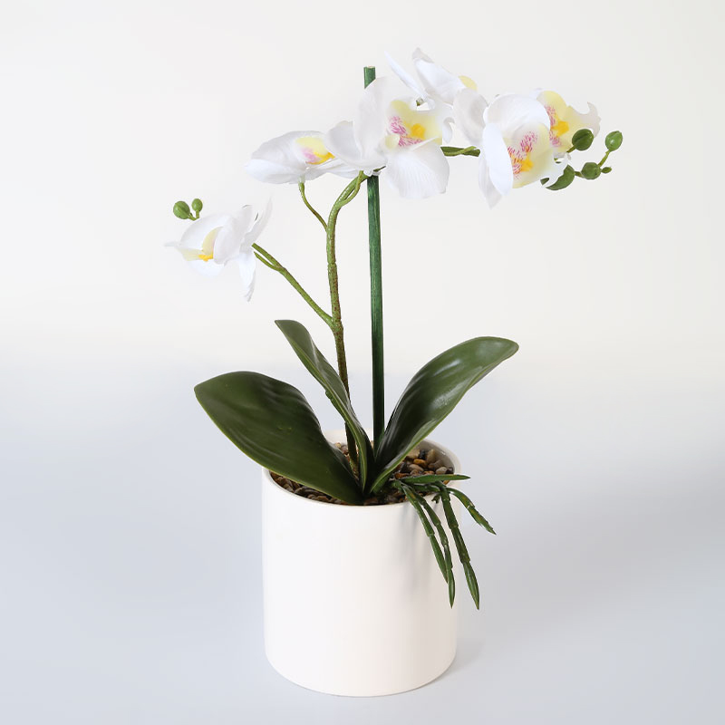 Phalaenopsis afrodita