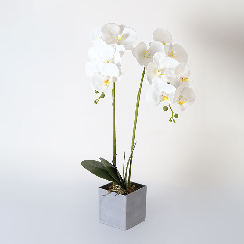 Phalaenopsis afrodita