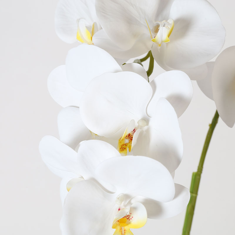 Phalaenopsis afrodita