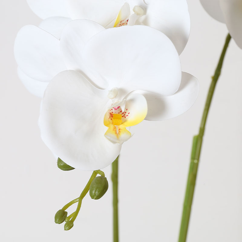 Phalaenopsis mediana única