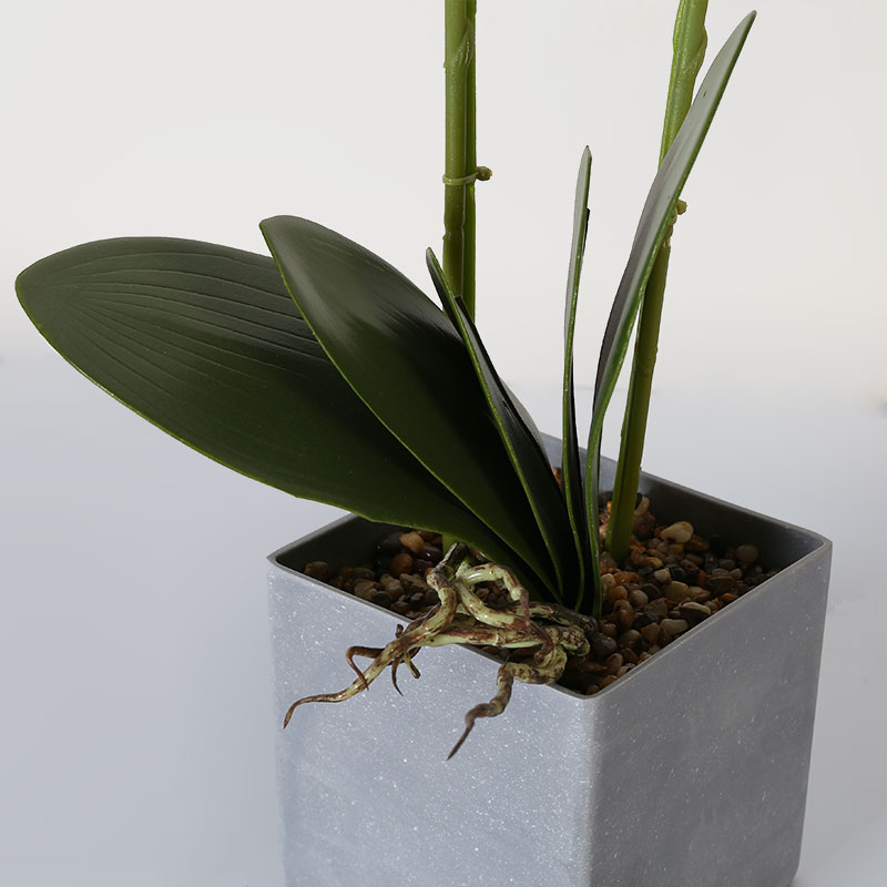 Phalaenopsis mediana única