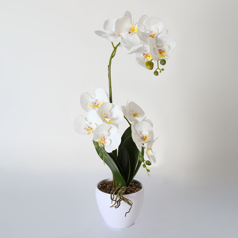 Phalaenopsis mediana única