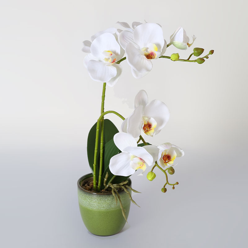 Phalaenopsis mediano