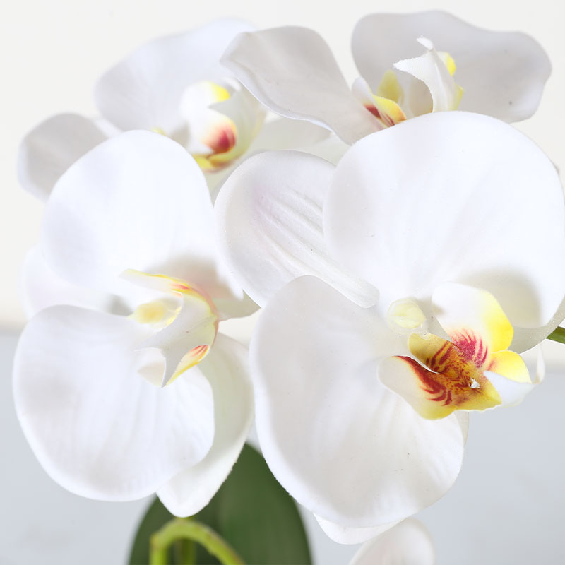 Phalaenopsis mediano