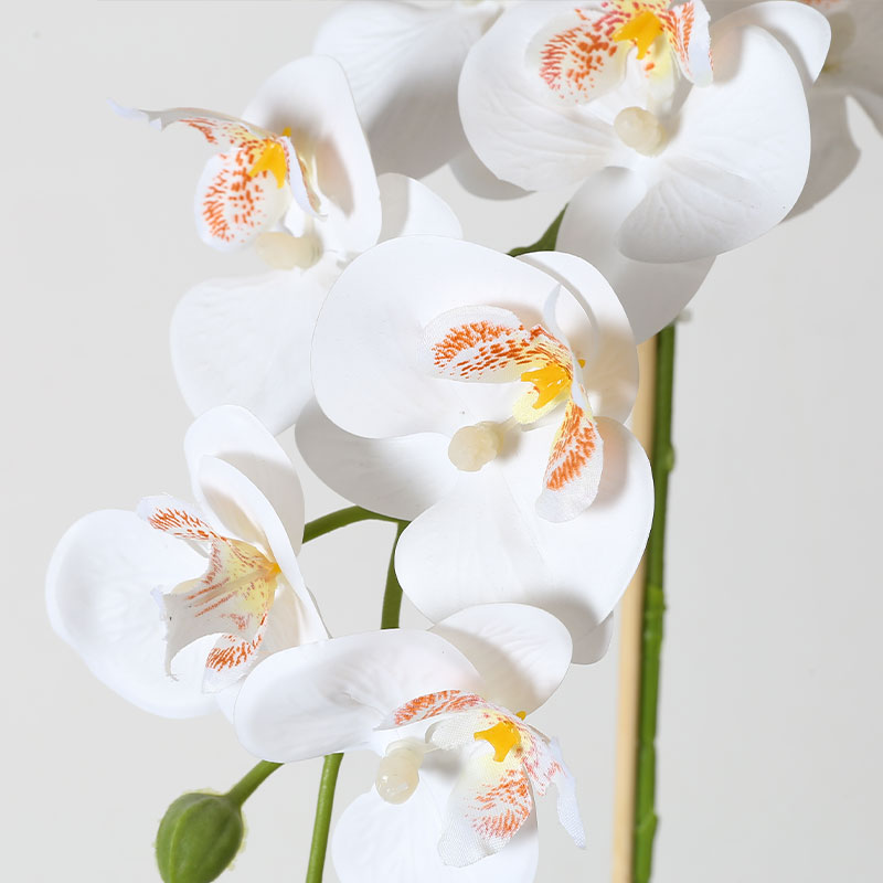 Phalaenopsis mediana única