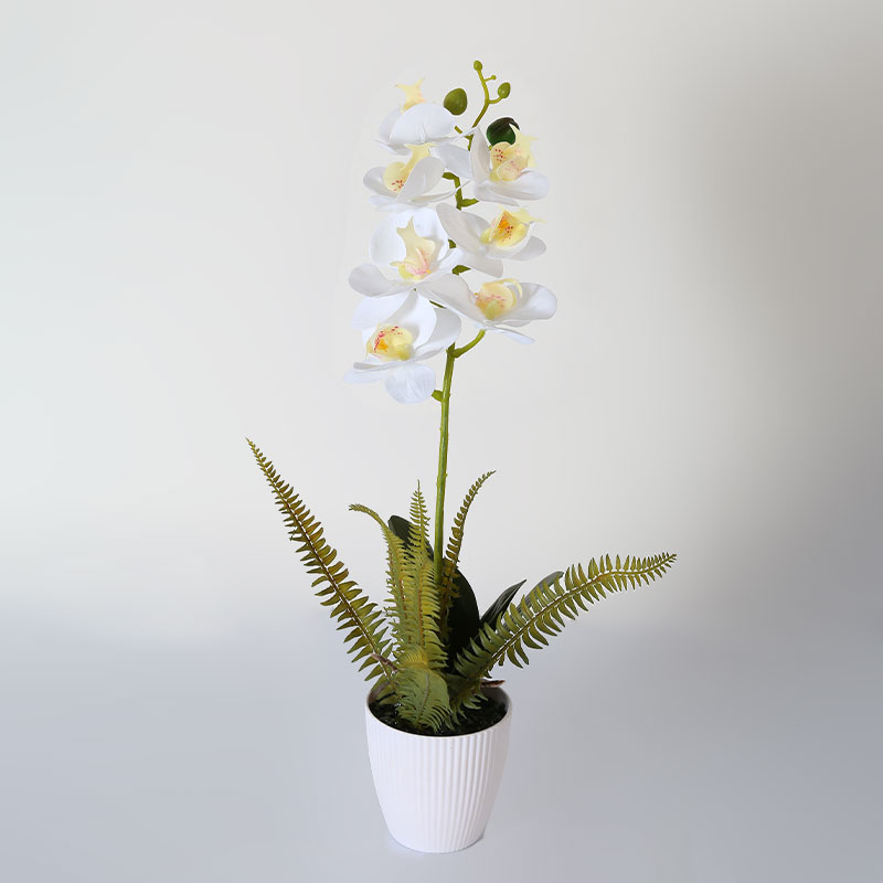 Phalaenopsis mediana única