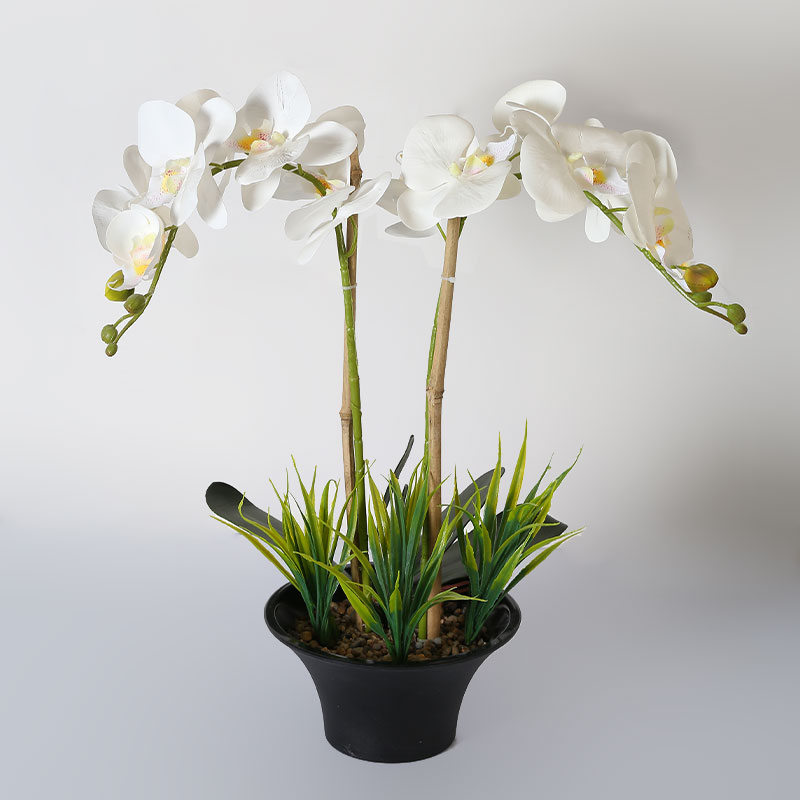 Phalaenopsis mediana doble