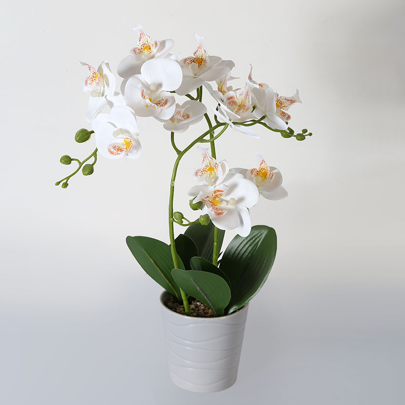 Phalaenopsis mediana doble