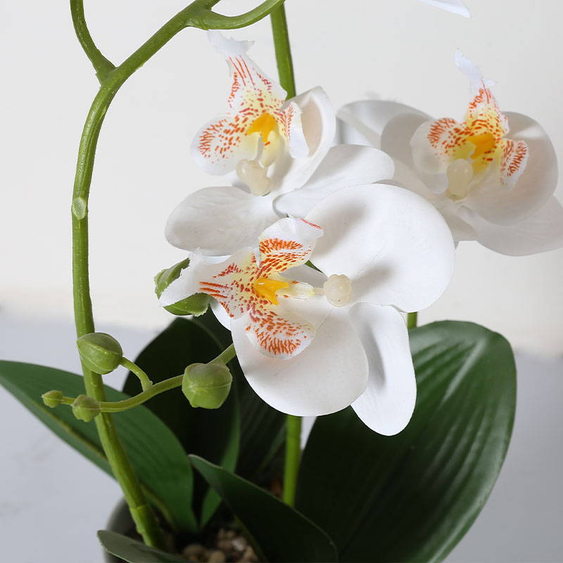 Phalaenopsis mediana única