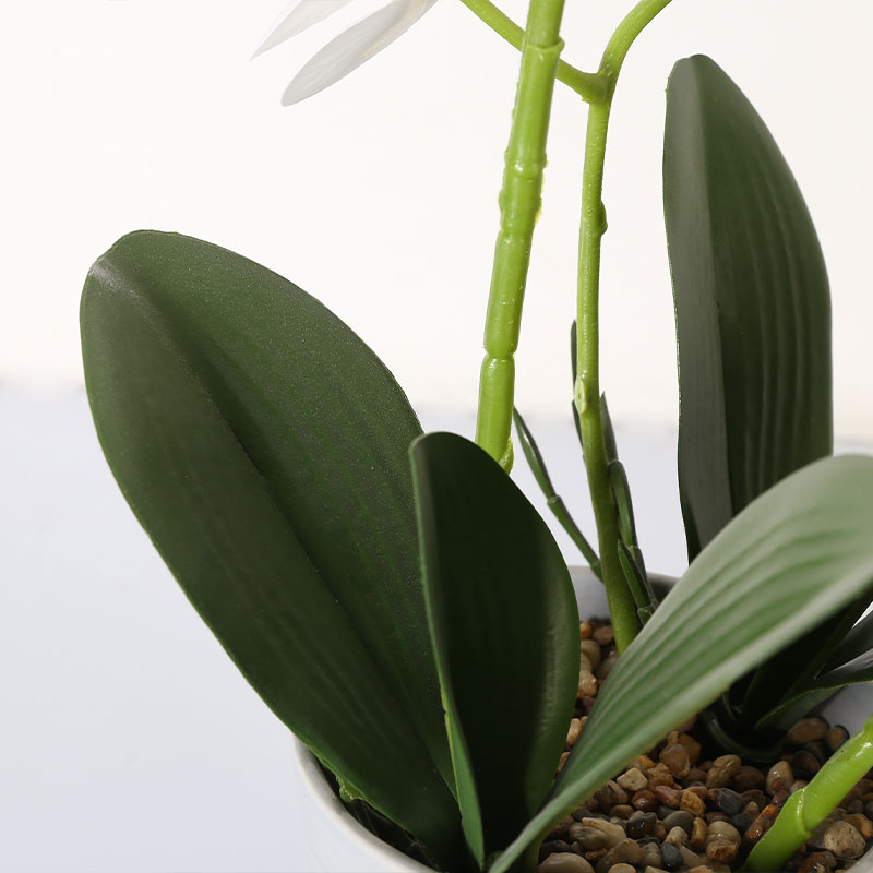 Phalaenopsis mediana única