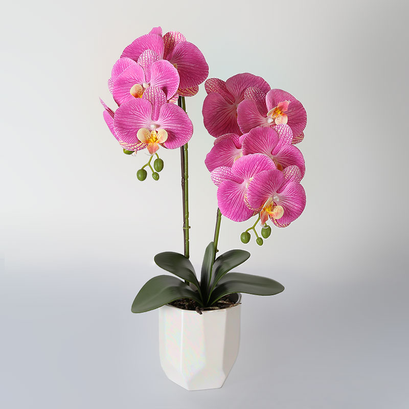 Phalaenopsis mediana doble