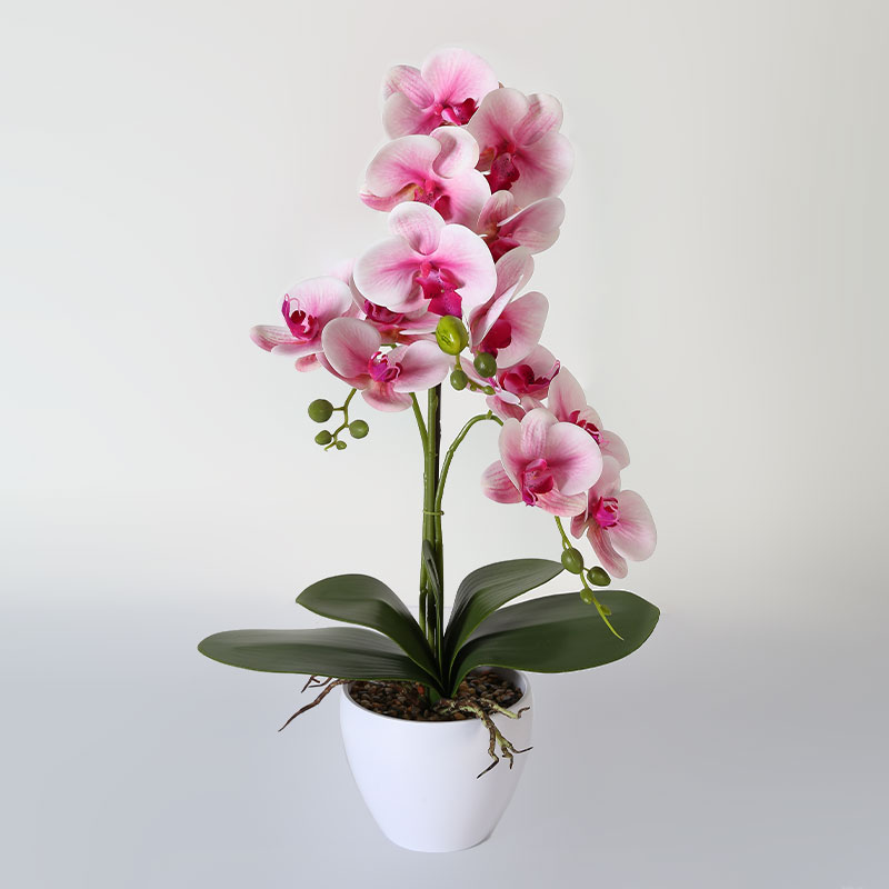 Phalaenopsis mediana única