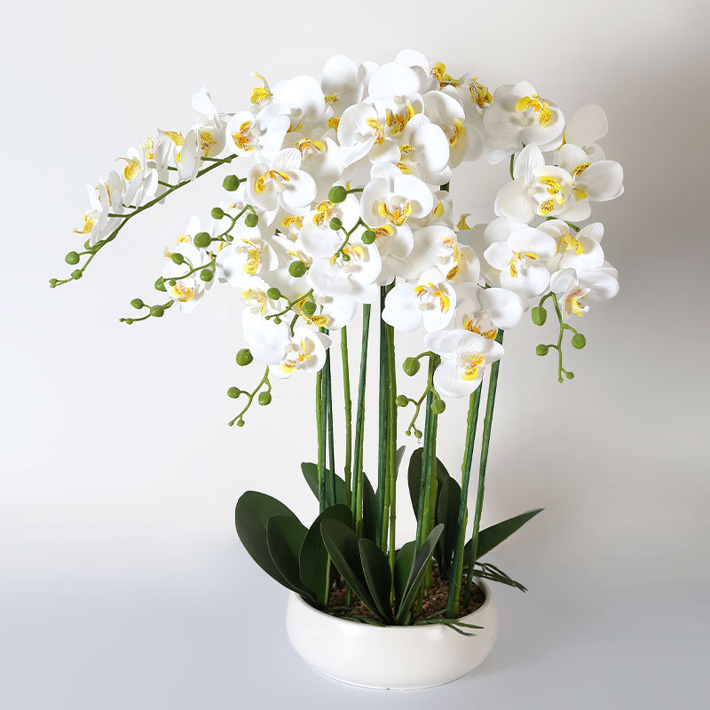 Muchas Phalaenopsis grandes