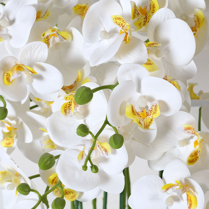 Muchas Phalaenopsis grandes