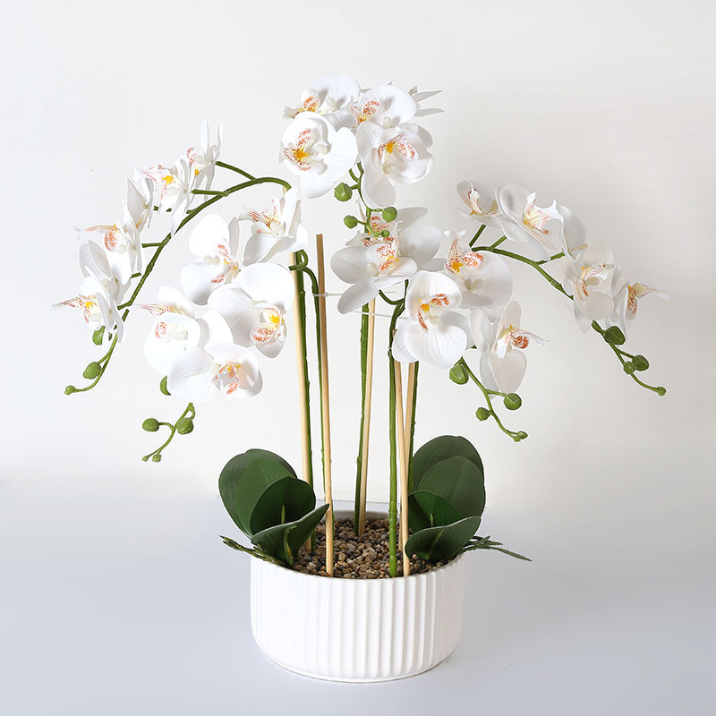 Muchas Phalaenopsis grandes