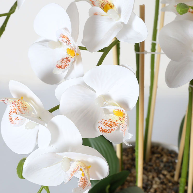 Muchas Phalaenopsis grandes