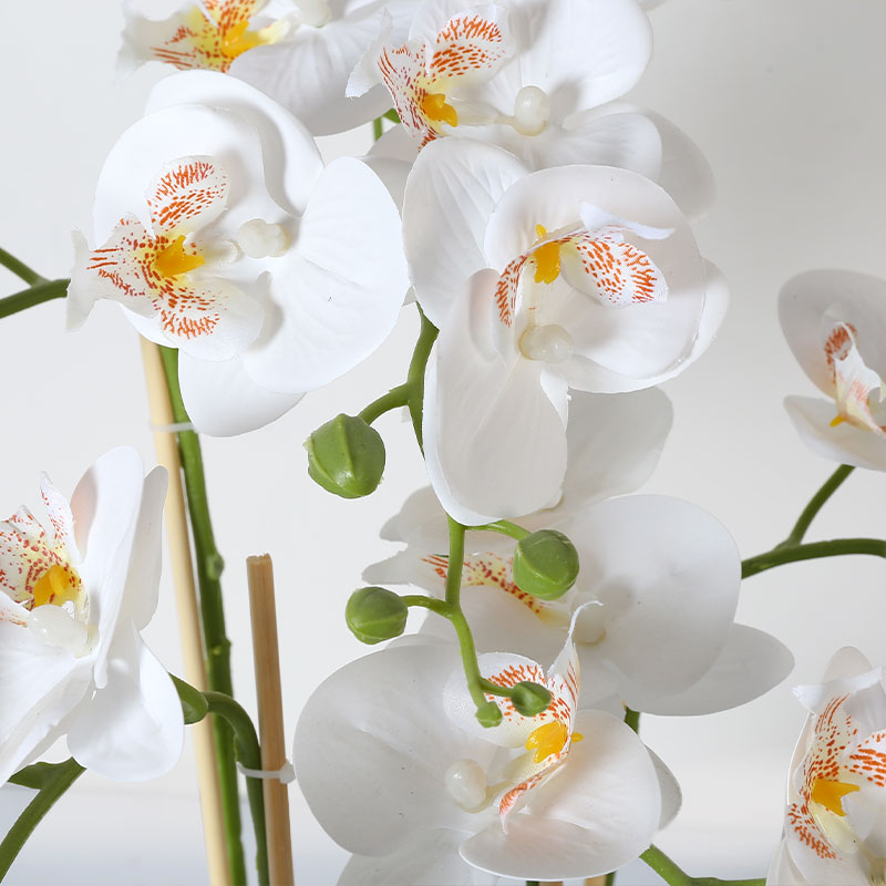 Muchas Phalaenopsis grandes