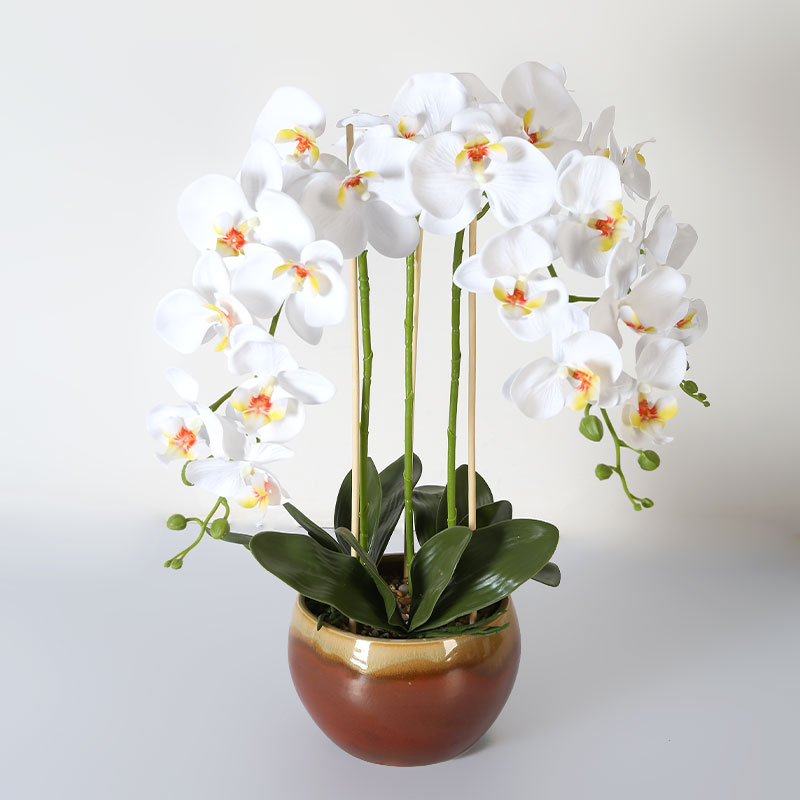 Muchas Phalaenopsis grandes