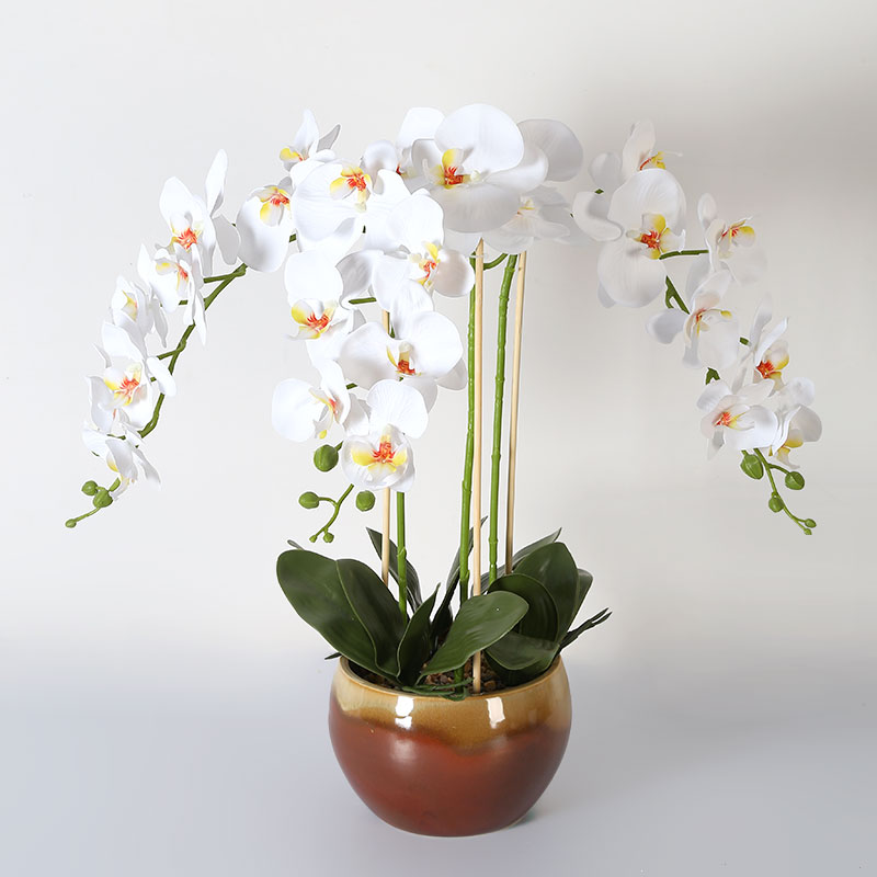 Muchas Phalaenopsis grandes