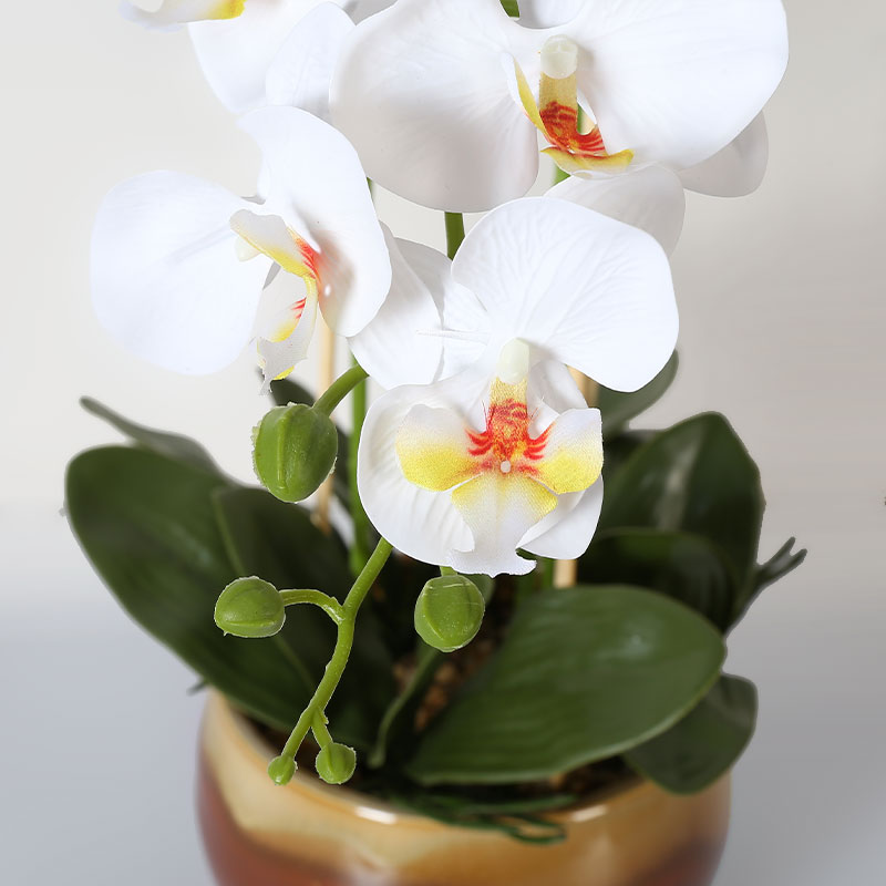 Muchas Phalaenopsis grandes