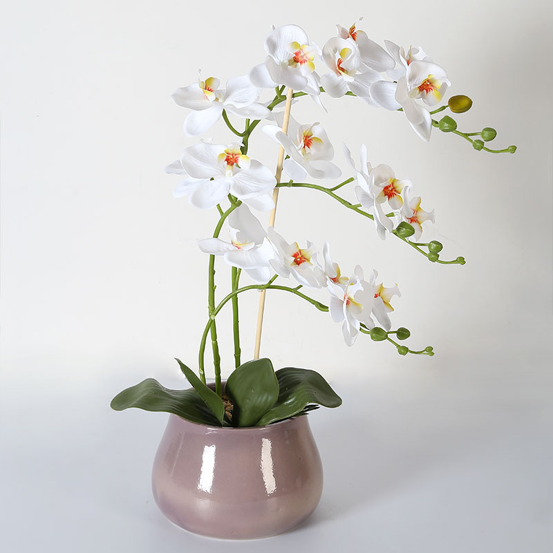 Muchas Phalaenopsis grandes