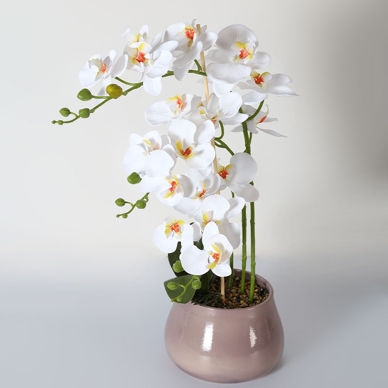 Muchas Phalaenopsis grandes