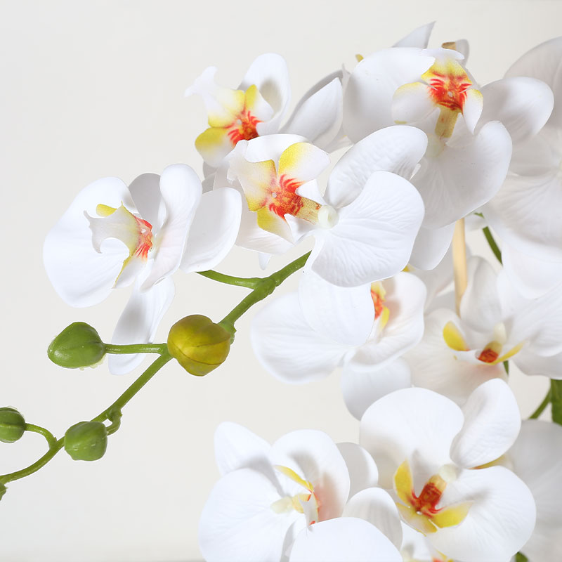 Muchas Phalaenopsis grandes