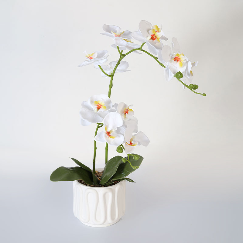 Muchas Phalaenopsis grandes