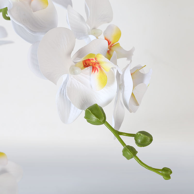 Muchas Phalaenopsis grandes