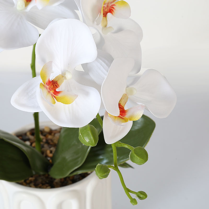 Muchas Phalaenopsis grandes