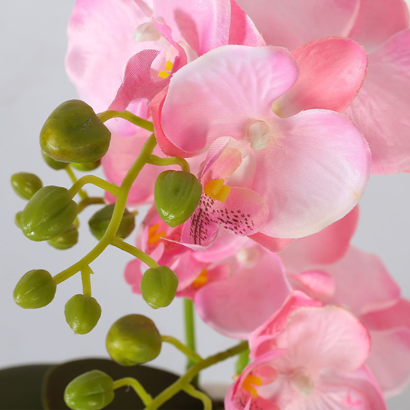 Muchas Phalaenopsis grandes