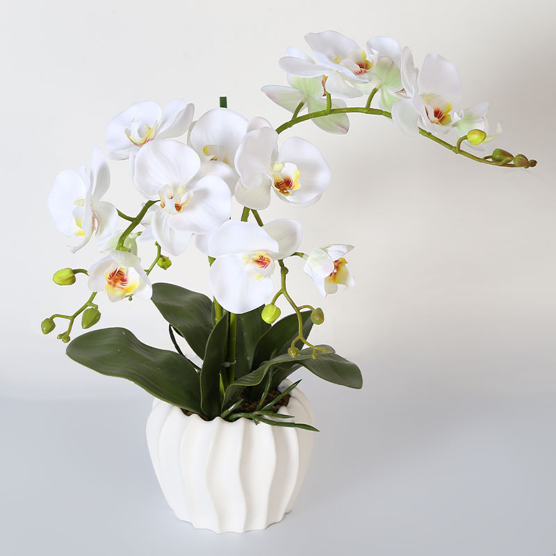 Muchas Phalaenopsis grandes