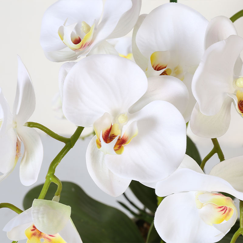 Muchas Phalaenopsis grandes