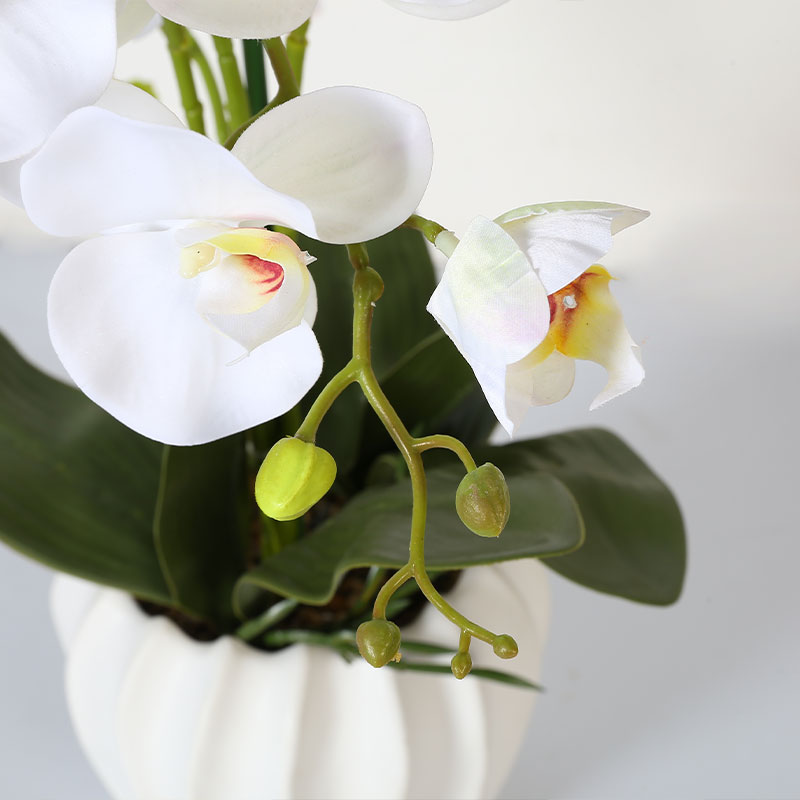 Muchas Phalaenopsis grandes