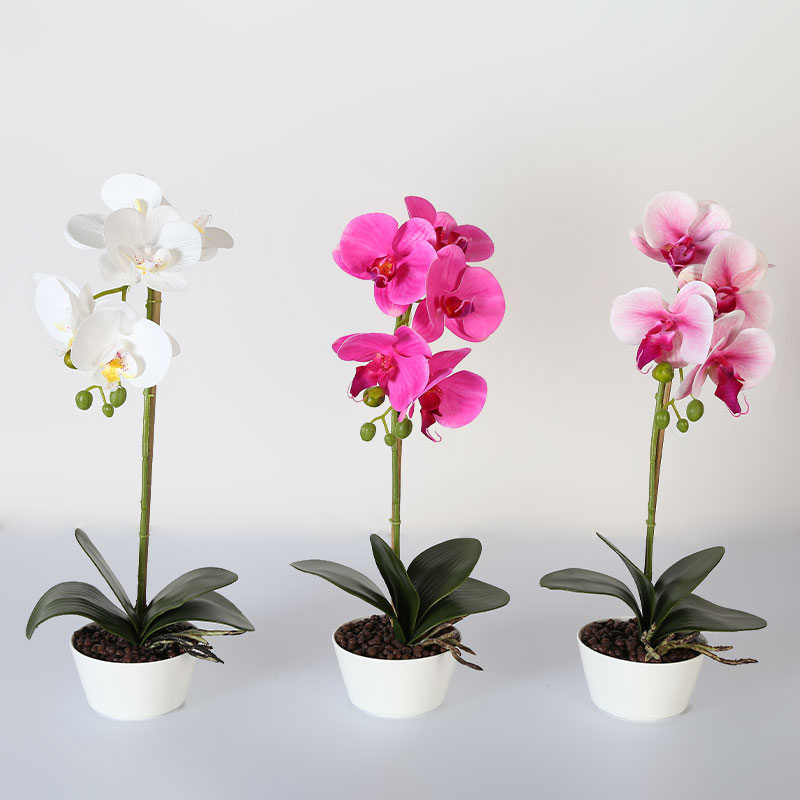 Muchas Phalaenopsis grandes