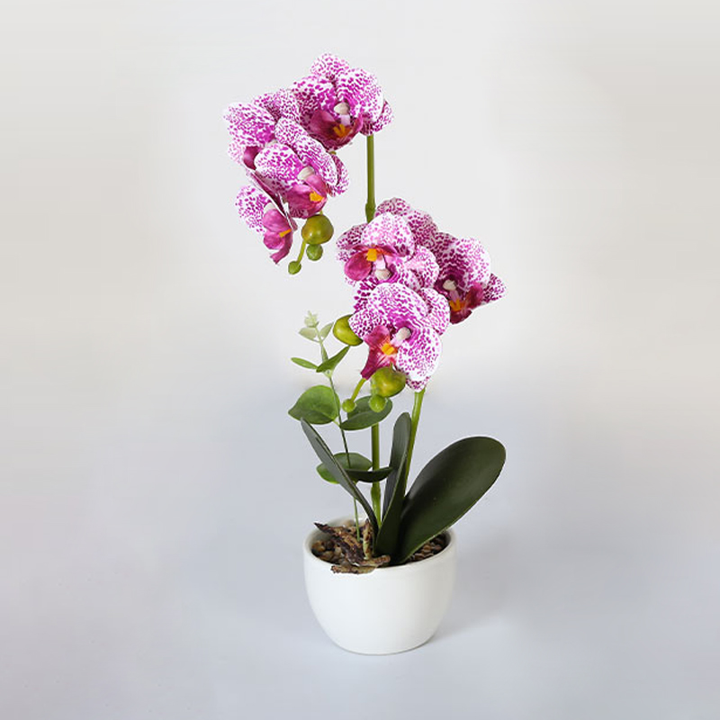 Muchas Phalaenopsis grandes