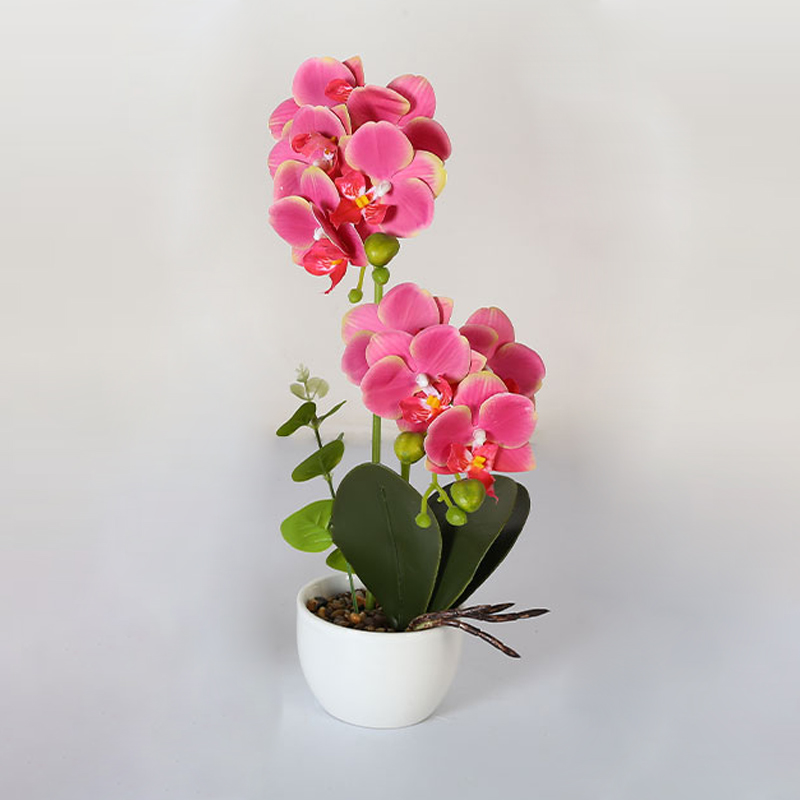 Muchas Phalaenopsis grandes