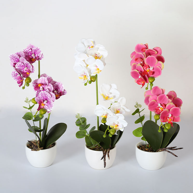 Muchas Phalaenopsis grandes