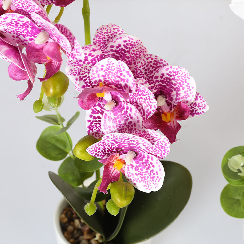 Muchas Phalaenopsis grandes