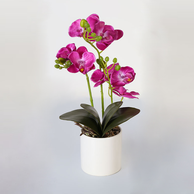 Muchas Phalaenopsis grandes