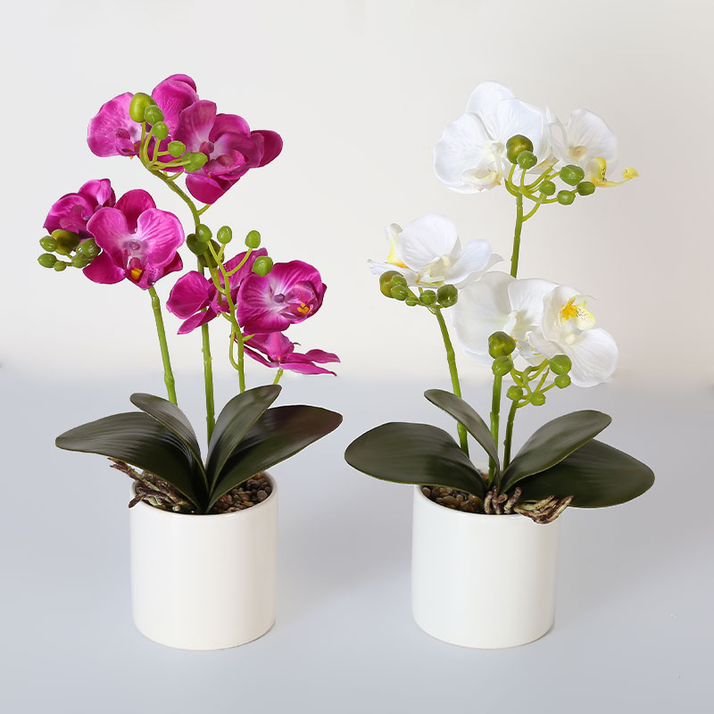 Muchas Phalaenopsis grandes