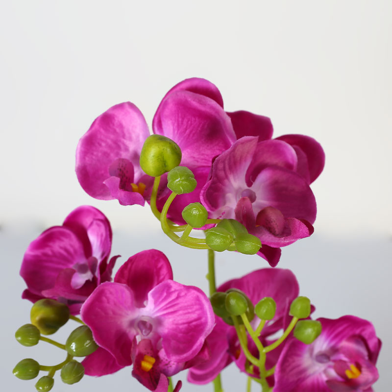 Muchas Phalaenopsis grandes