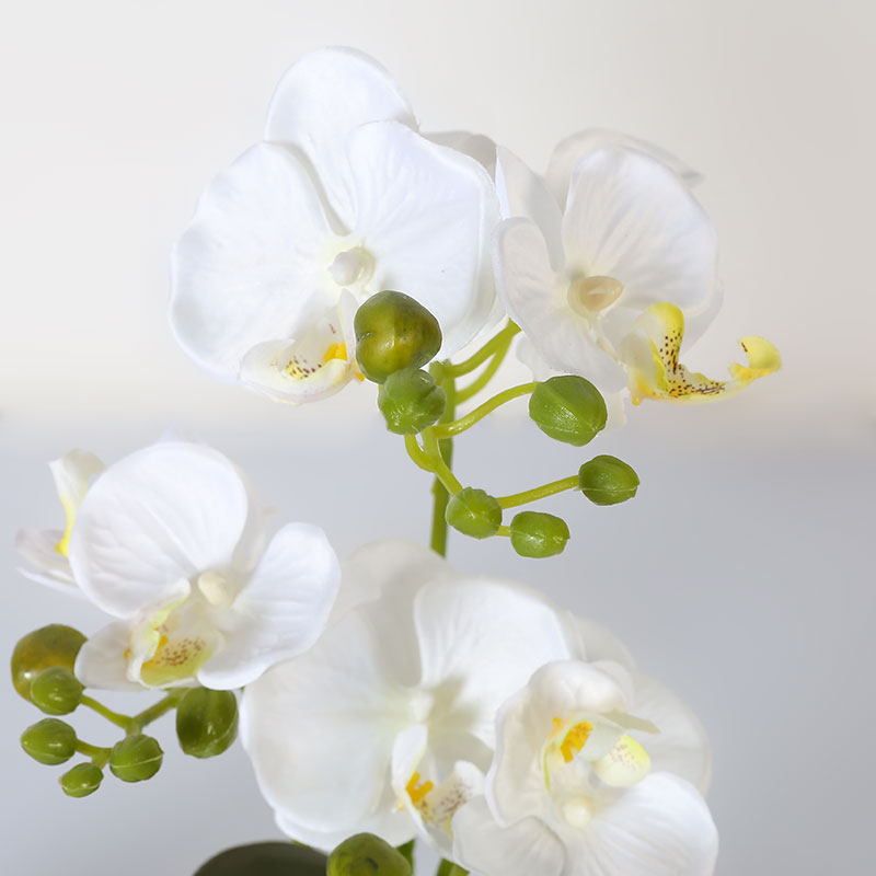 Muchas Phalaenopsis grandes