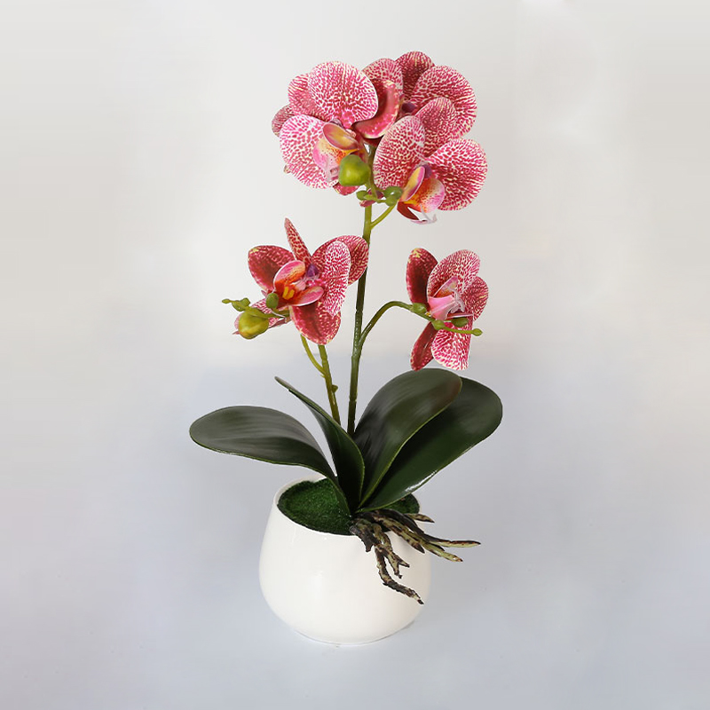 Muchas Phalaenopsis grandes