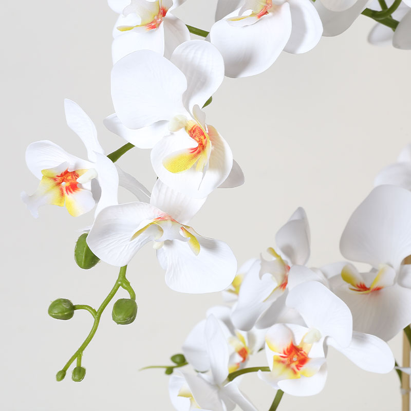 Muchas Phalaenopsis grandes