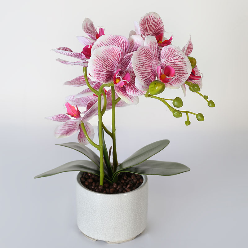 Phalaenopsis afrodita