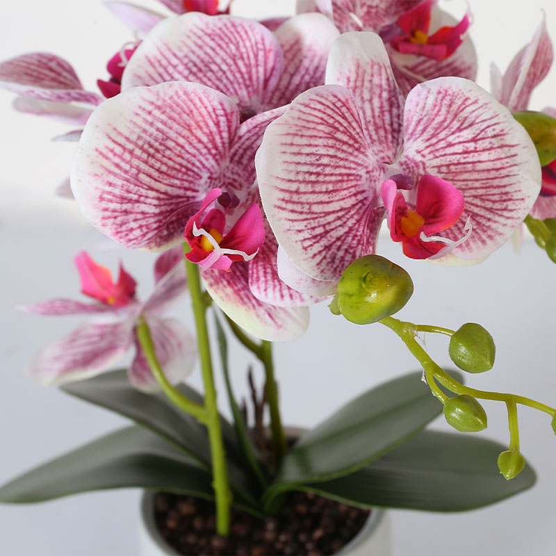 Phalaenopsis afrodita