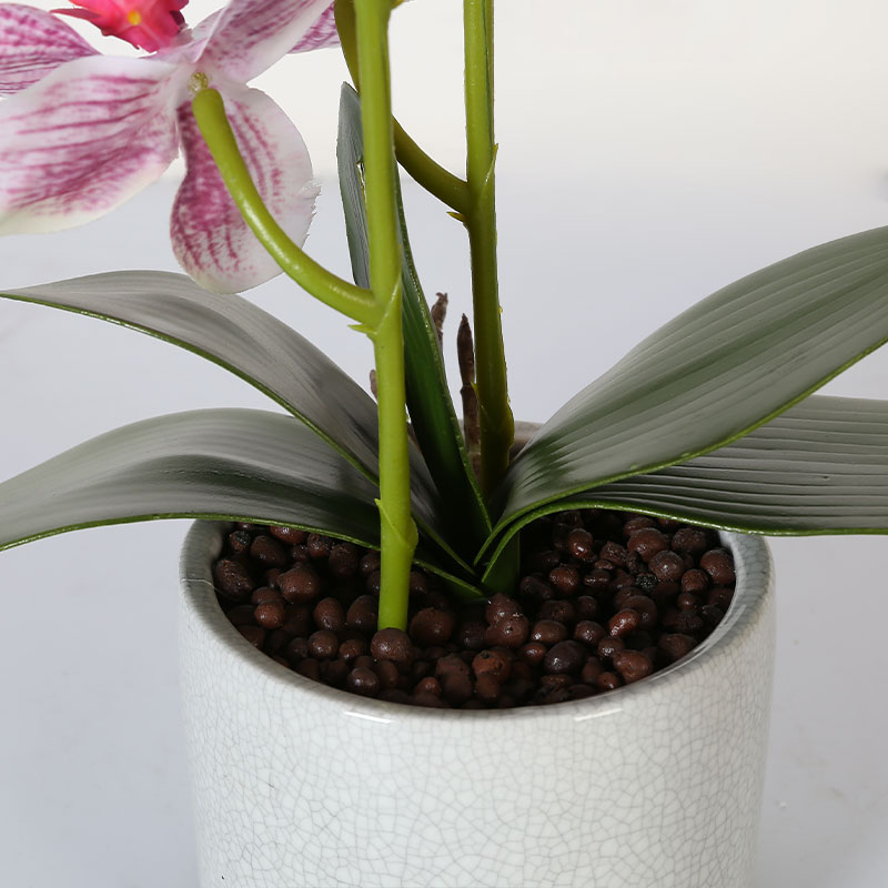 Phalaenopsis mediana única