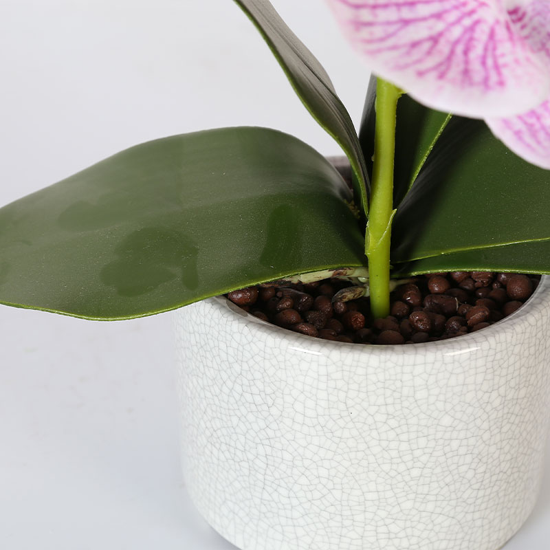 Phalaenopsis mediana doble