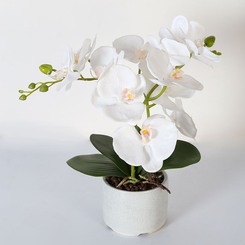 Phalaenopsis mediana doble